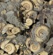 Wide Dactylioceras Ammonite Cluster - Germany #63329-1